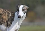WHIPPET 393